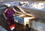 Cancellate le scritte dalla fontana del Mascherone