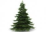 Dal 7 al 19 gennaio torna la raccolta straordinaria degli alberi di Natale