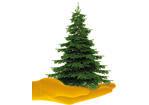 Dal 7 gennaio torna la raccolta straordinaria degli alberi di Natale